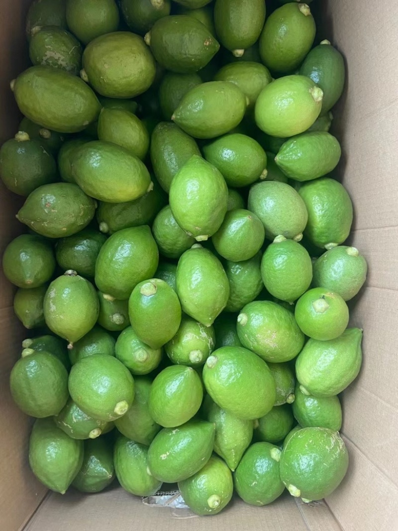 大量现货柠檬