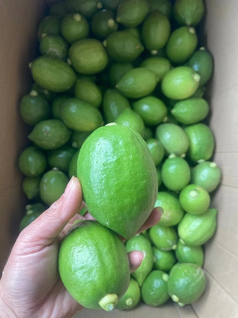 大量现货柠檬