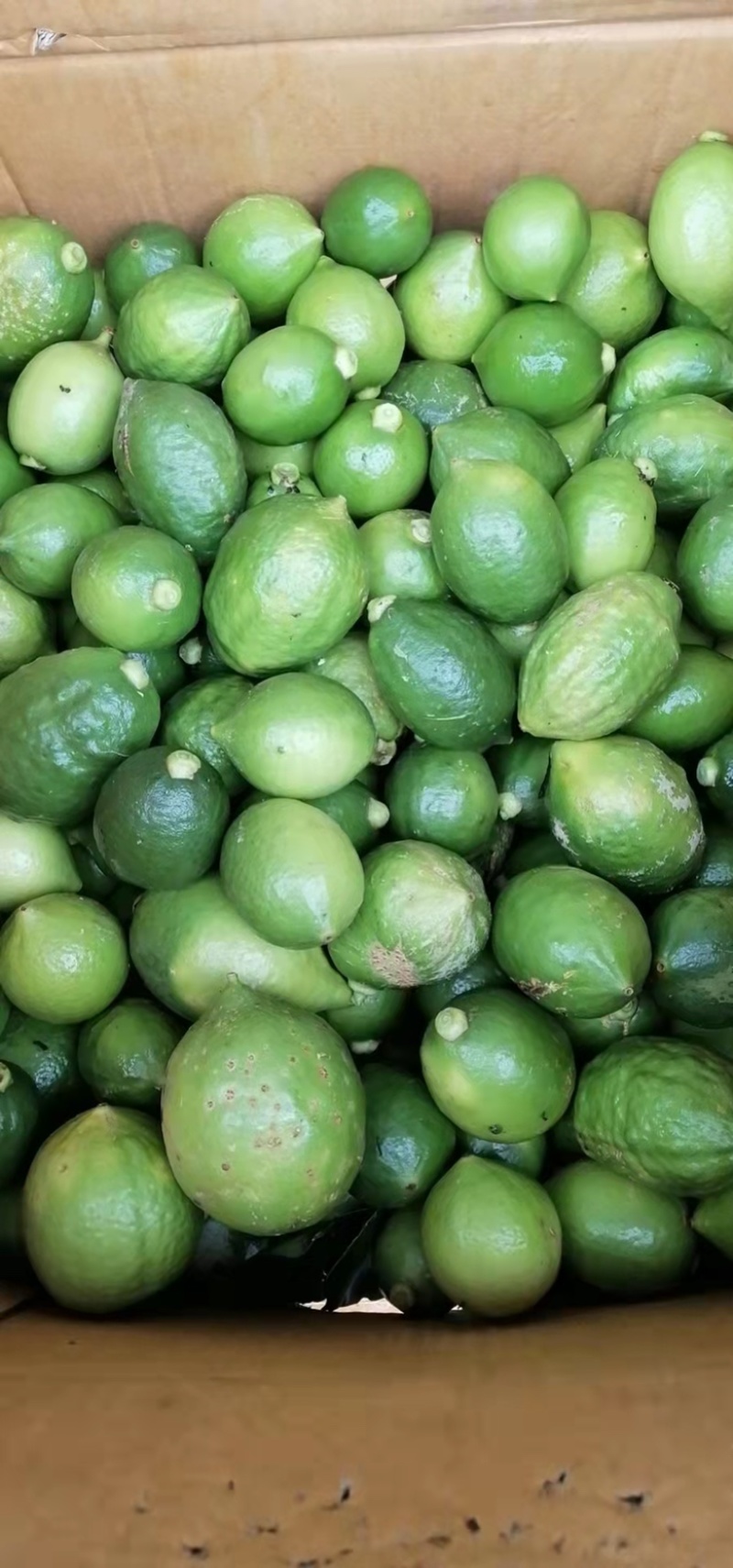 大量现货柠檬