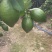 大量现货柠檬