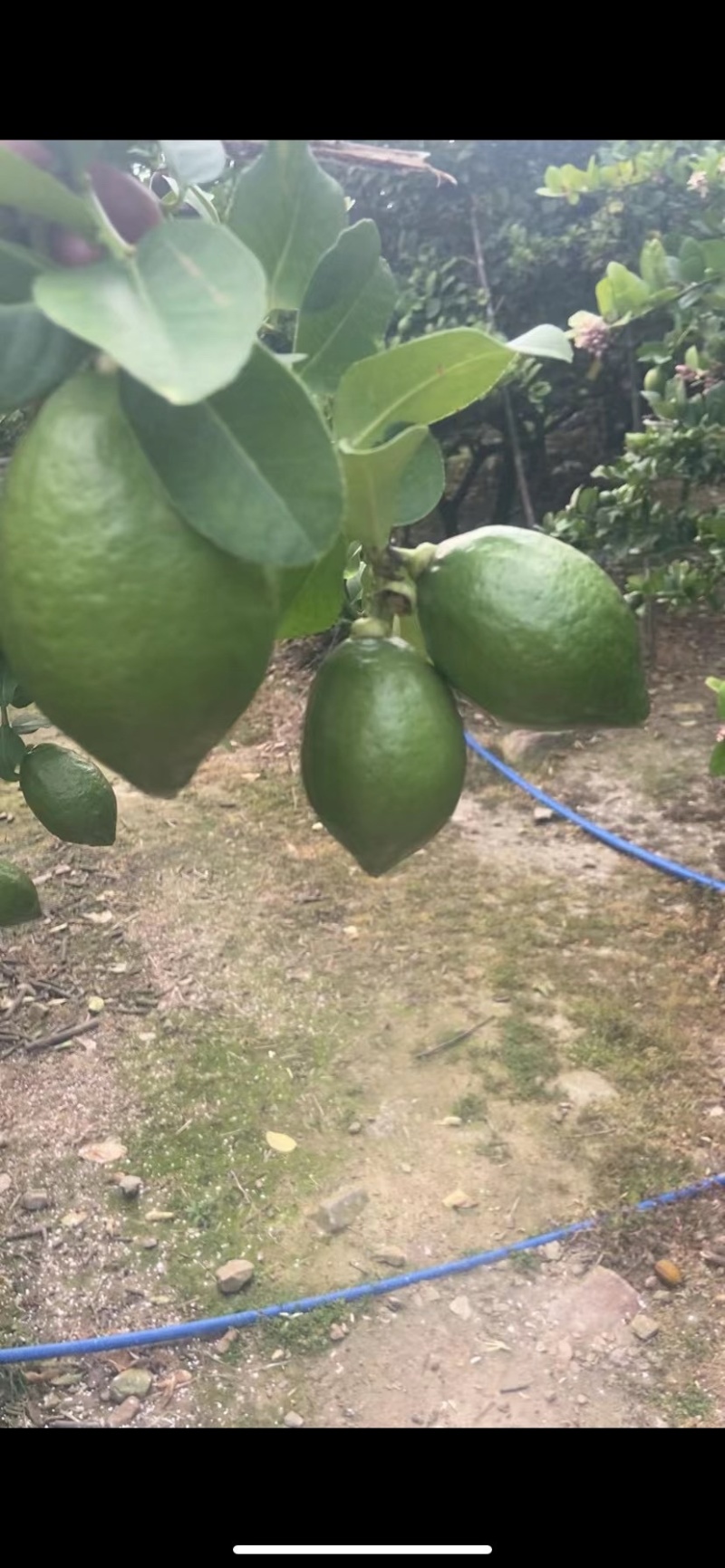 大量现货柠檬