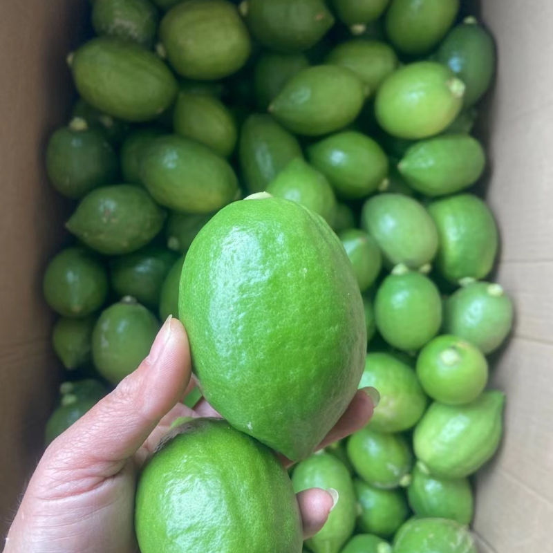 大量现货柠檬