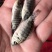 罗非鱼王，青宝路罗非鱼苗，基地直售，量大从优送货上门！！