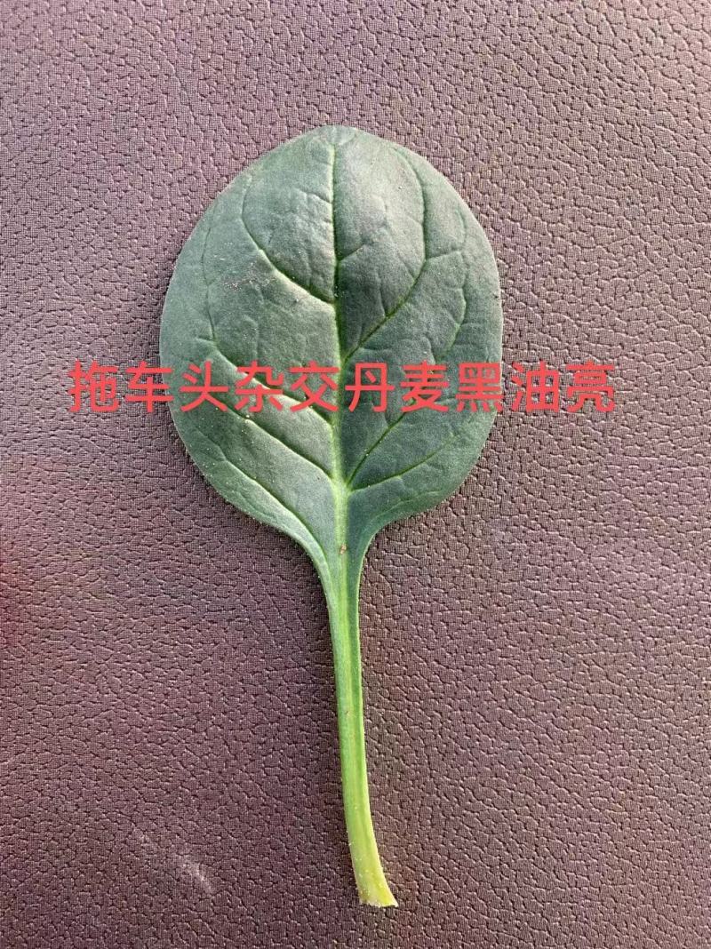 丹麦黑油亮菠菜种子杂交一袋耐热四季可播种子