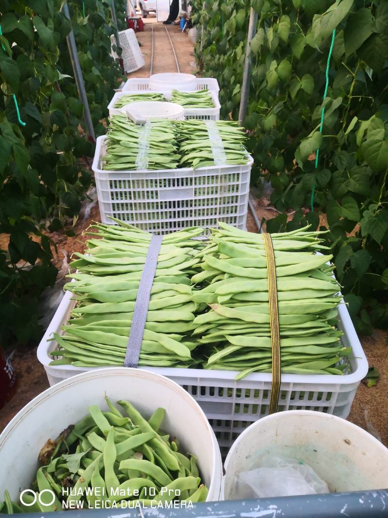 批发山东芸豆蔬菜四季豆鲜基地直供白不老芸豆白扁豆