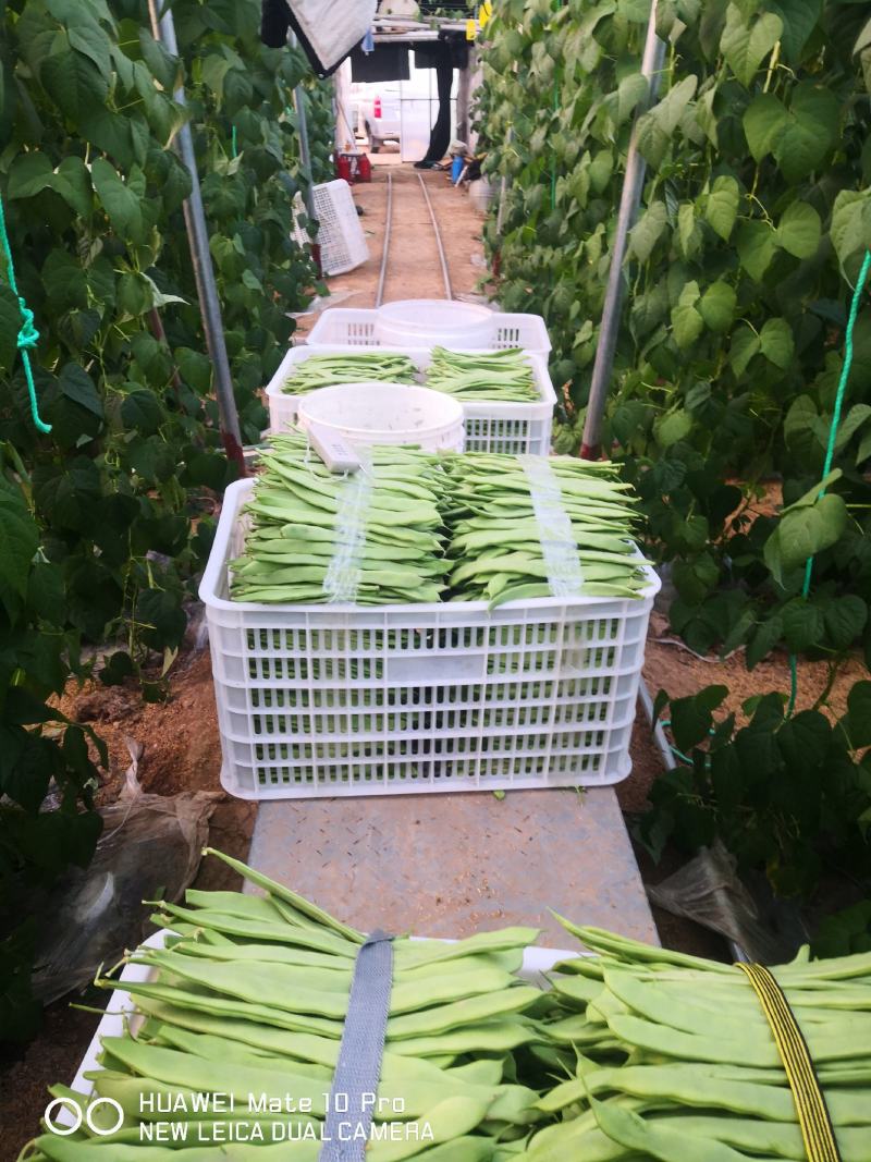 批发山东芸豆蔬菜四季豆鲜基地直供白不老芸豆白扁豆