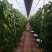 批发山东芸豆蔬菜四季豆鲜基地直供白不老芸豆白扁豆