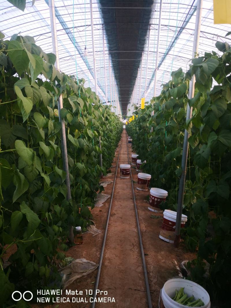 批发山东芸豆蔬菜四季豆鲜基地直供白不老芸豆白扁豆
