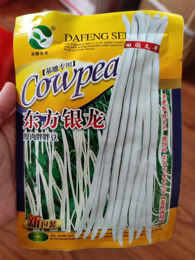 东方银龙白豇豆种子，荚长80米左右，荚纯白色，纤维少