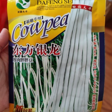 东方银龙白豇豆种子，荚长80米左右，荚纯白色，纤维少