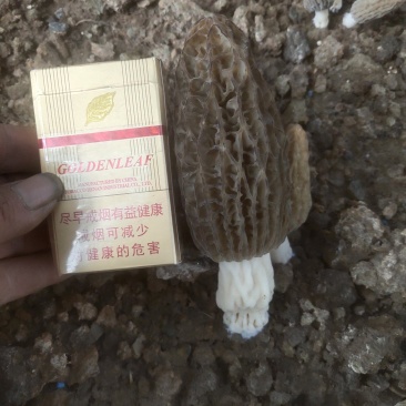 羊肚菌