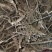 白马骨六月雪路边金满天星路边鸡六月冷曲节草路边荆