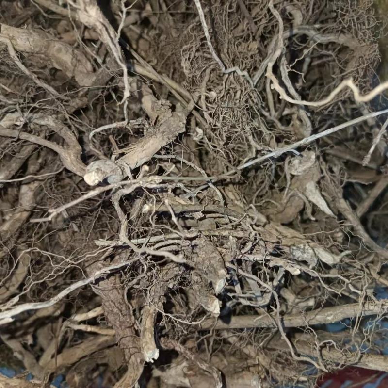 白马骨六月雪路边金满天星路边鸡六月冷曲节草路边荆