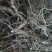 白马骨六月雪路边金满天星路边鸡六月冷曲节草路边荆