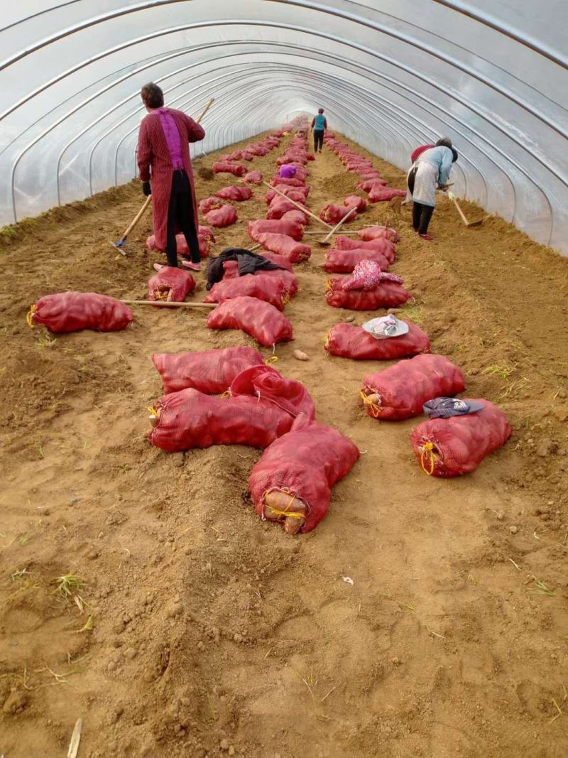 济薯26脱毒红薯秧苗、薯苗、拔苗、剪苗、大田苗、成活率高