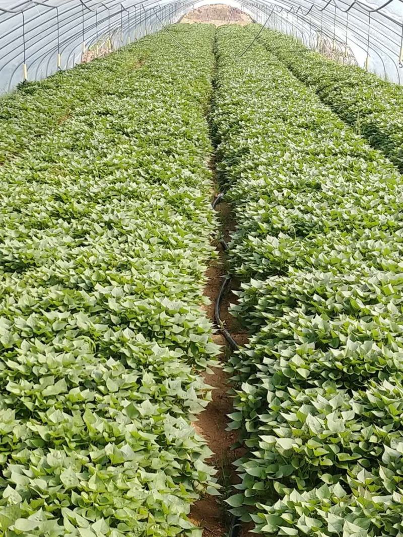 济薯26脱毒红薯秧苗、薯苗、拔苗、剪苗、大田苗、成活率高