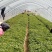济薯26脱毒红薯秧苗、薯苗、拔苗、剪苗、大田苗、成活率高