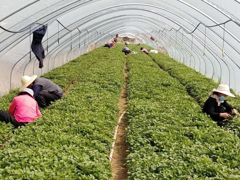 济薯26脱毒红薯秧苗、薯苗、拔苗、剪苗、大田苗、成活率高