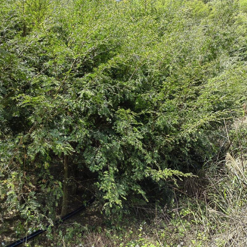 红豆杉苗