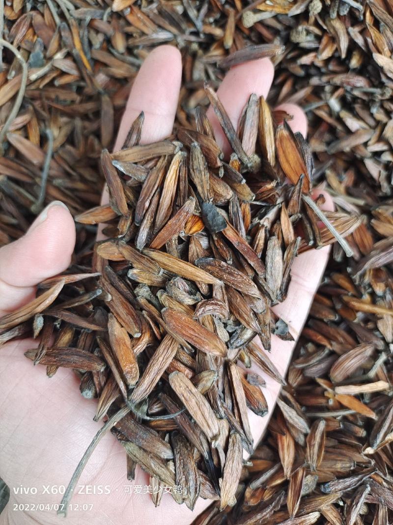 中药材喜树果～货源充足～