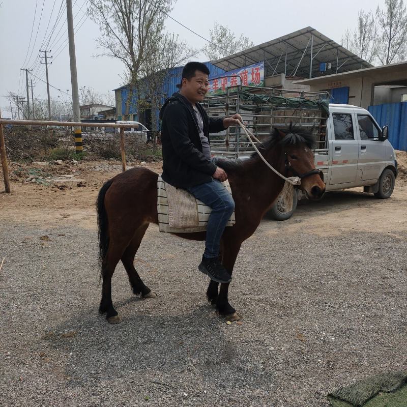 乘骑德保矮马，迷你矮马，观赏矮马，可拉车。