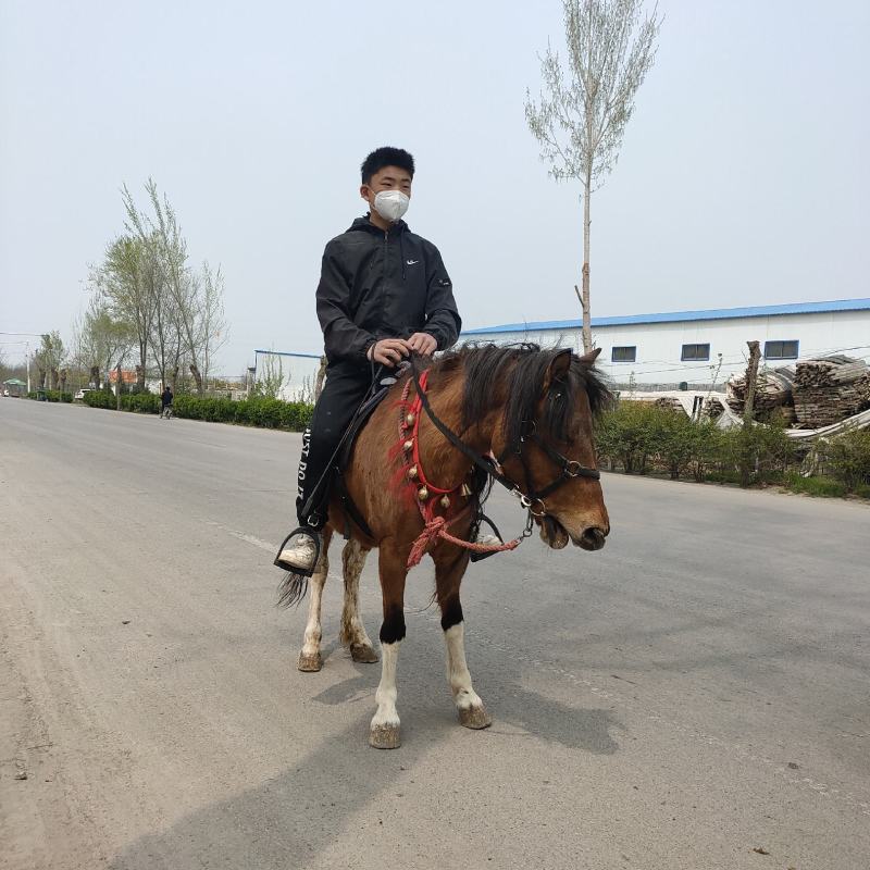 乘骑德保矮马，迷你矮马，观赏矮马，可拉车。