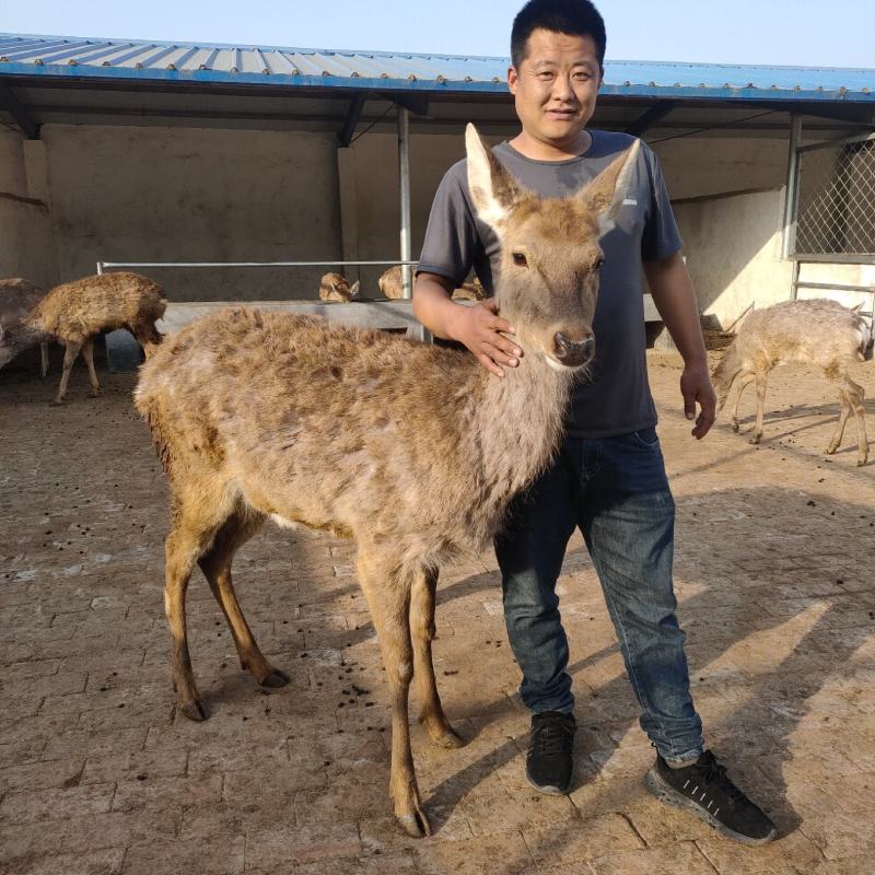 乘骑德保矮马，迷你矮马，观赏矮马，可拉车。