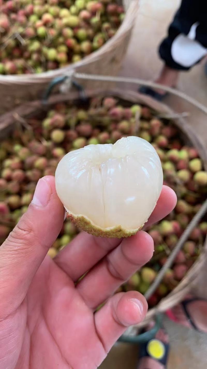 荔枝苗仙进奉荔枝苗A4无核荔枝苗桂味妃子笑等