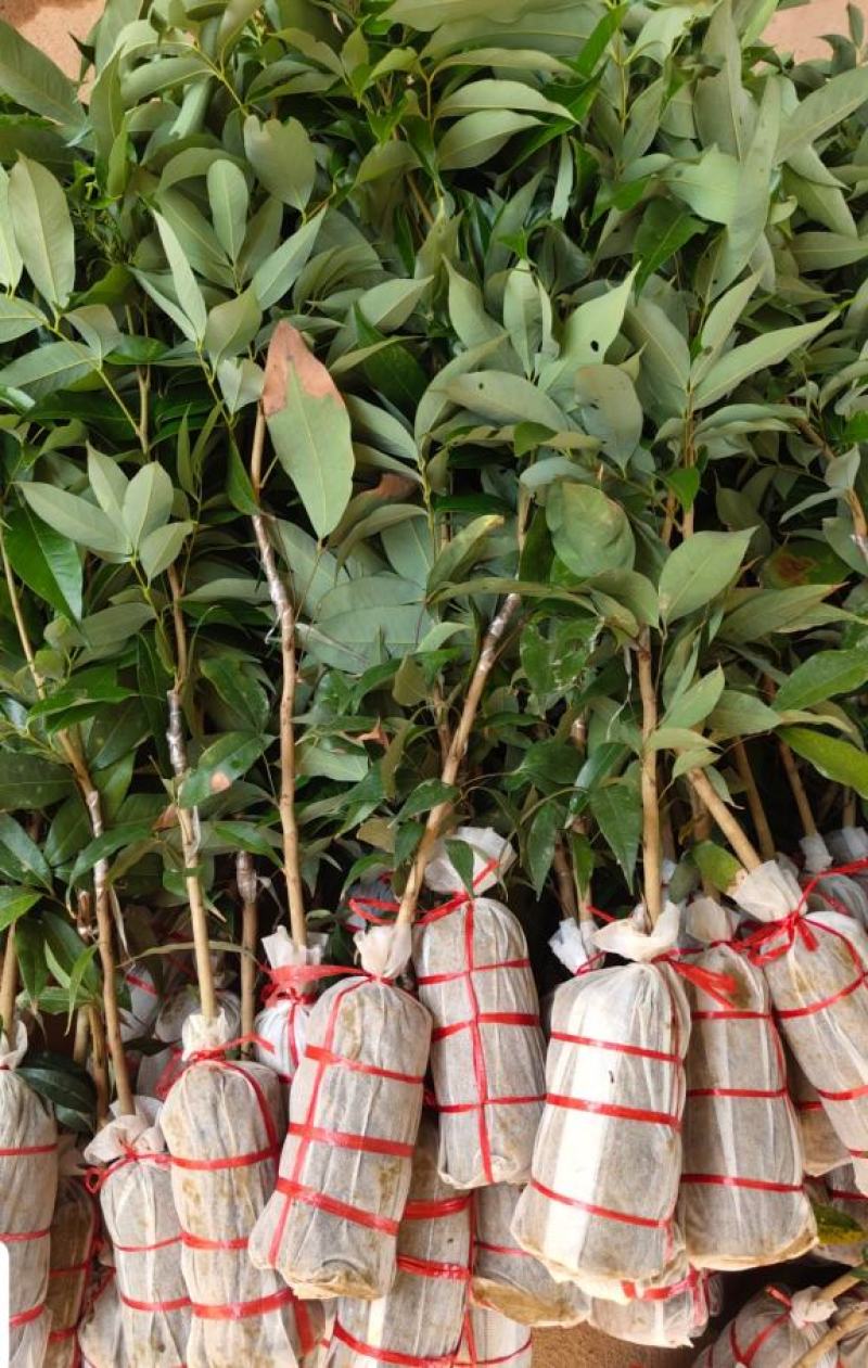 荔枝苗仙进奉荔枝苗A4无核荔枝苗桂味妃子笑等