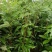 荔枝苗仙进奉荔枝苗A4无核荔枝苗桂味妃子笑等