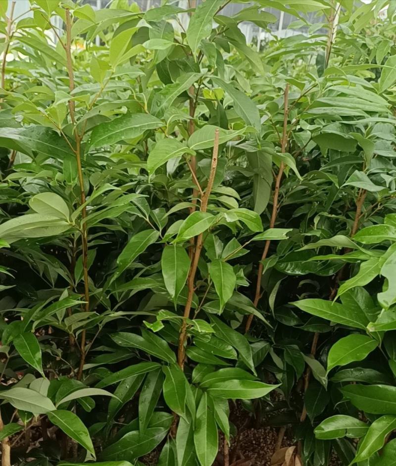 荔枝苗仙进奉荔枝苗A4无核荔枝苗桂味妃子笑等