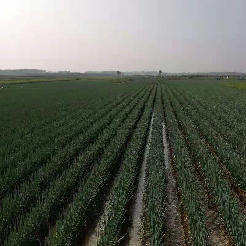 陕西大葱新鲜非河南东北山东葱去半叶带皮带根毛葱炒菜配料葱