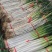 陕西大葱新鲜非河南东北山东葱去半叶带皮带根毛葱炒菜配料葱