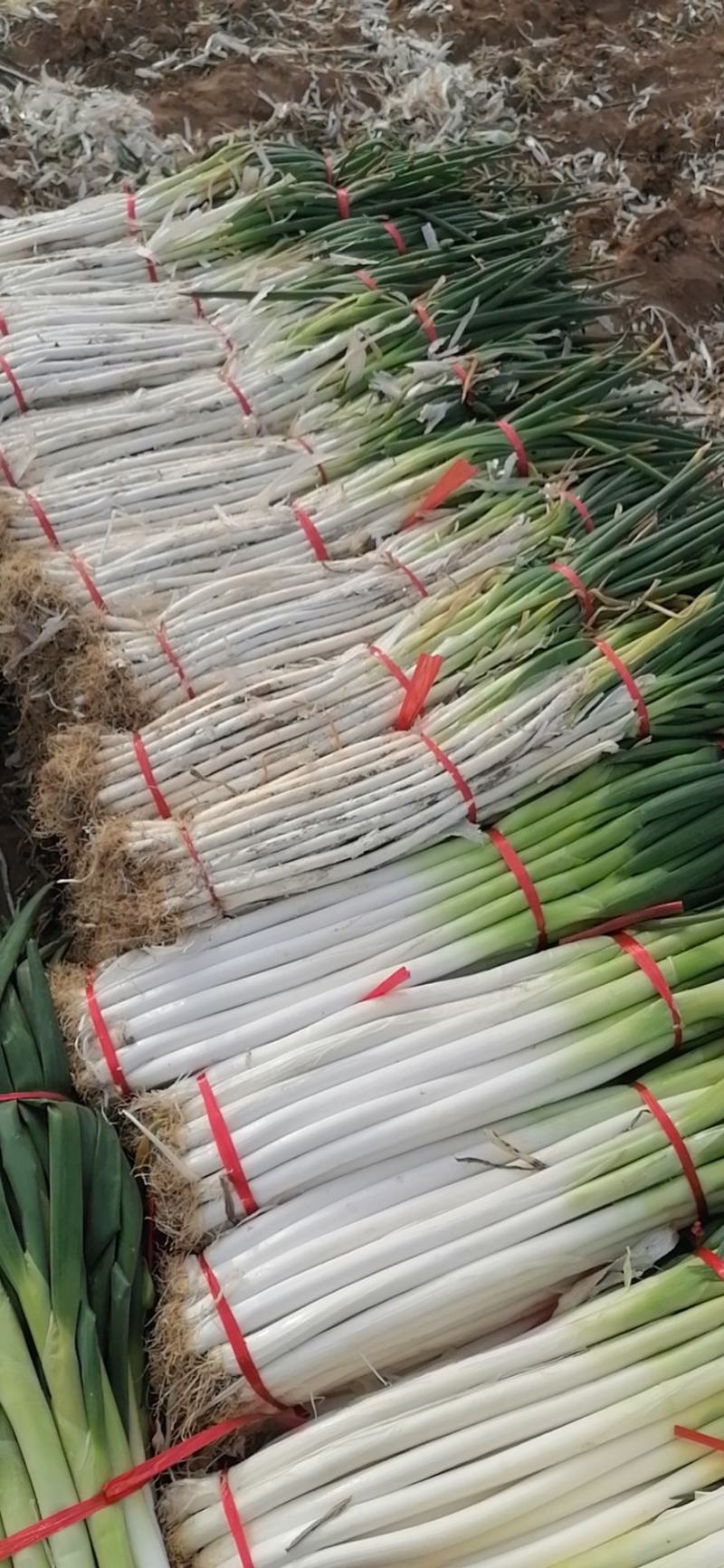 陕西大葱新鲜非河南东北山东葱去半叶带皮带根毛葱炒菜配料葱