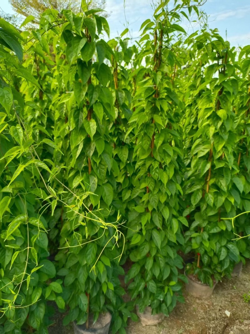 精品炮仗花各种规格尺寸现货漳州炮仗花种植基地苗农直销