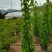 精品炮仗花各种规格尺寸现货漳州炮仗花种植基地苗农直销