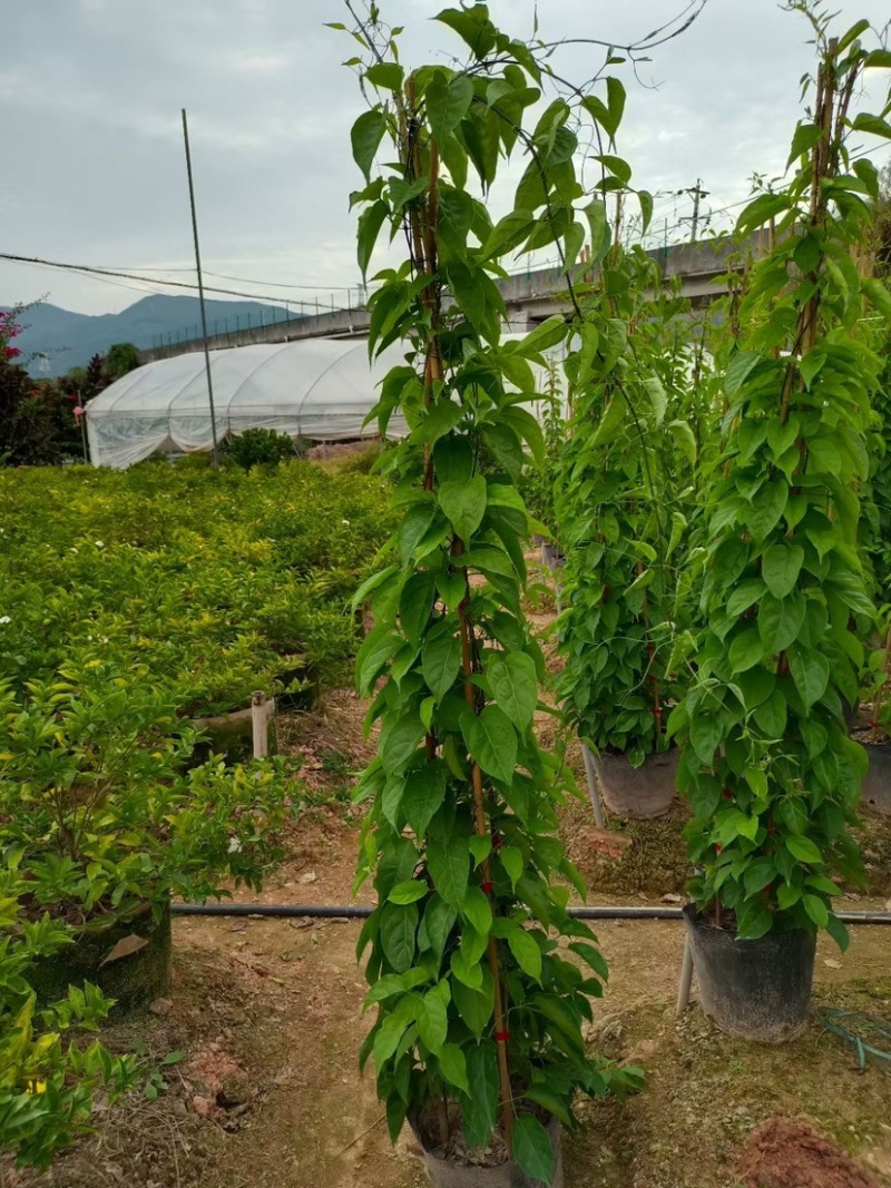 精品炮仗花各种规格尺寸现货漳州炮仗花种植基地苗农直销