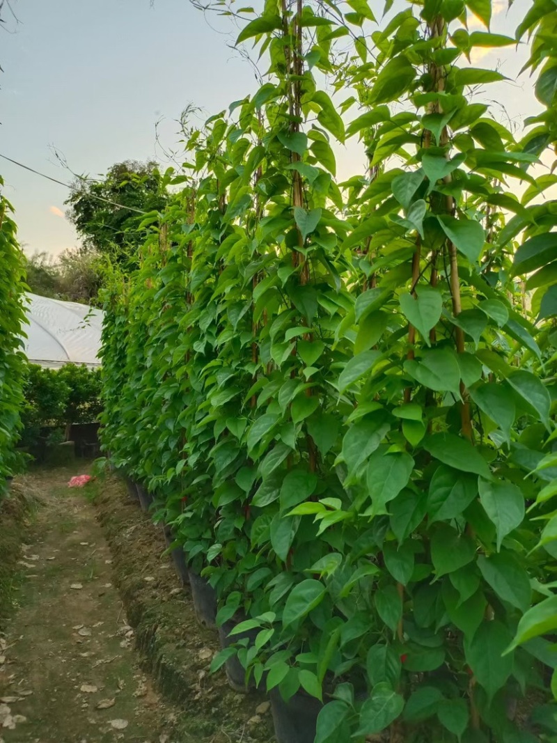 精品炮仗花各种规格尺寸现货漳州炮仗花种植基地苗农直销