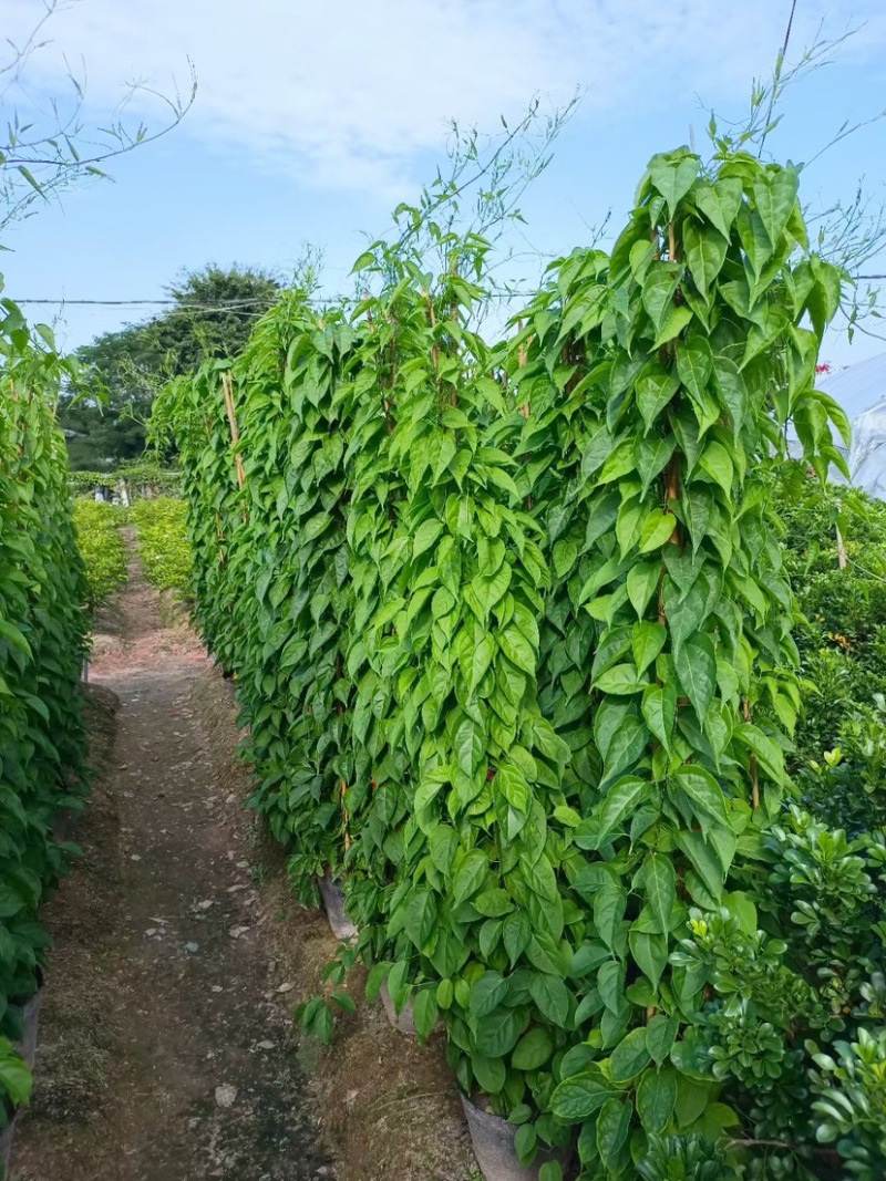 精品炮仗花各种规格尺寸现货漳州炮仗花种植基地苗农直销
