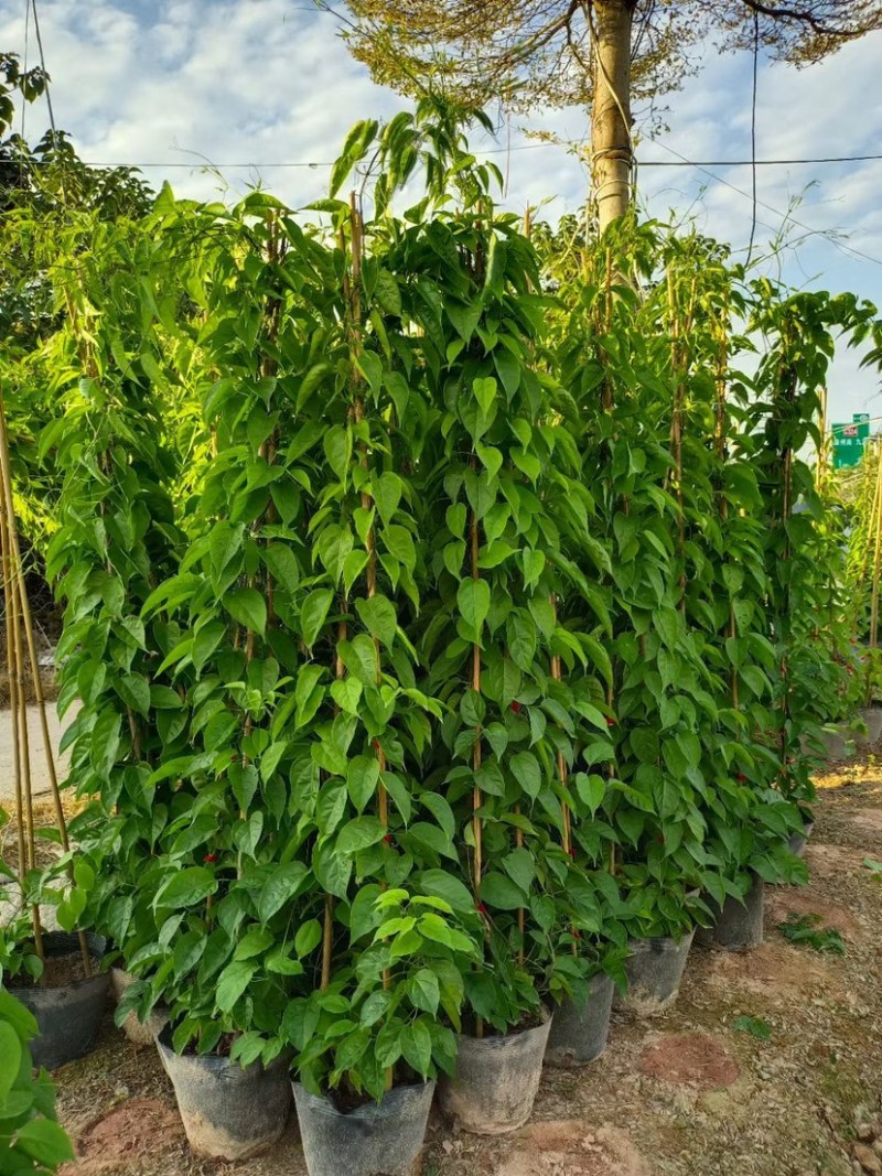精品炮仗花各种规格尺寸现货漳州炮仗花种植基地苗农直销