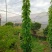 精品炮仗花各种规格尺寸现货漳州炮仗花种植基地苗农直销