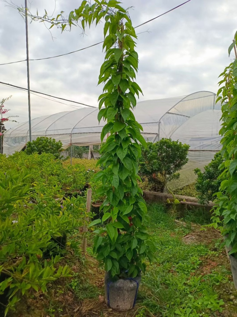 精品炮仗花各种规格尺寸现货漳州炮仗花种植基地苗农直销