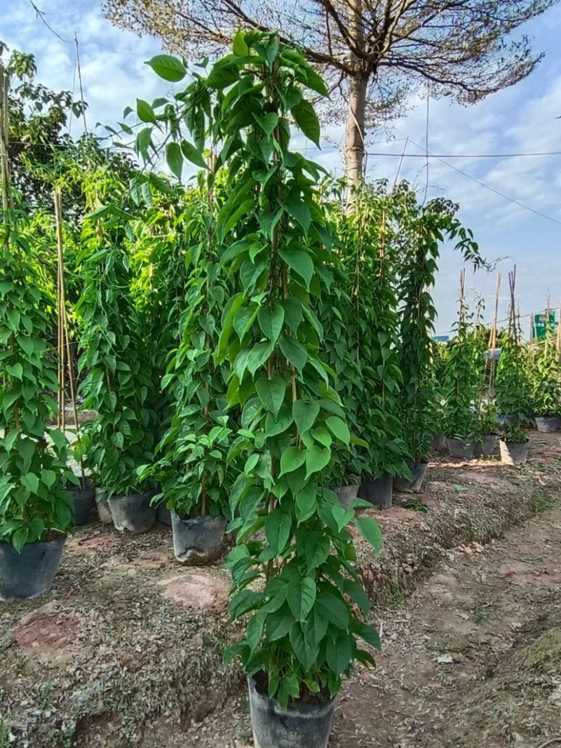 精品炮仗花各种规格尺寸现货漳州炮仗花种植基地苗农直销