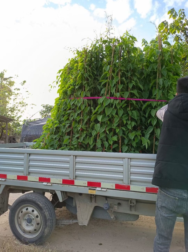 精品炮仗花各种规格尺寸现货漳州炮仗花种植基地苗农直销