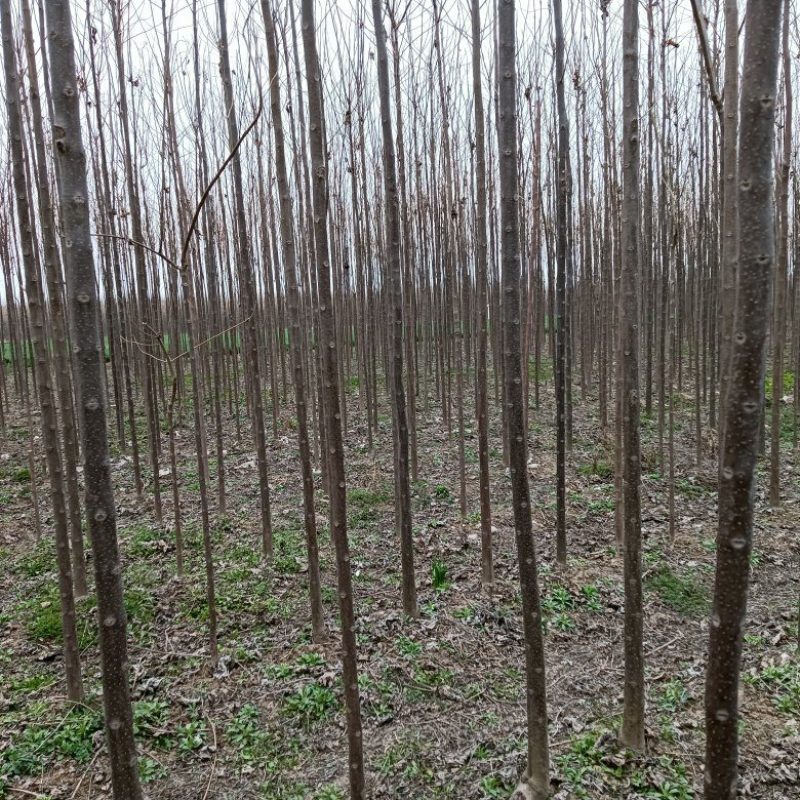 精品楸树规格齐全一手货源基地直发视频看货欢迎电话联系