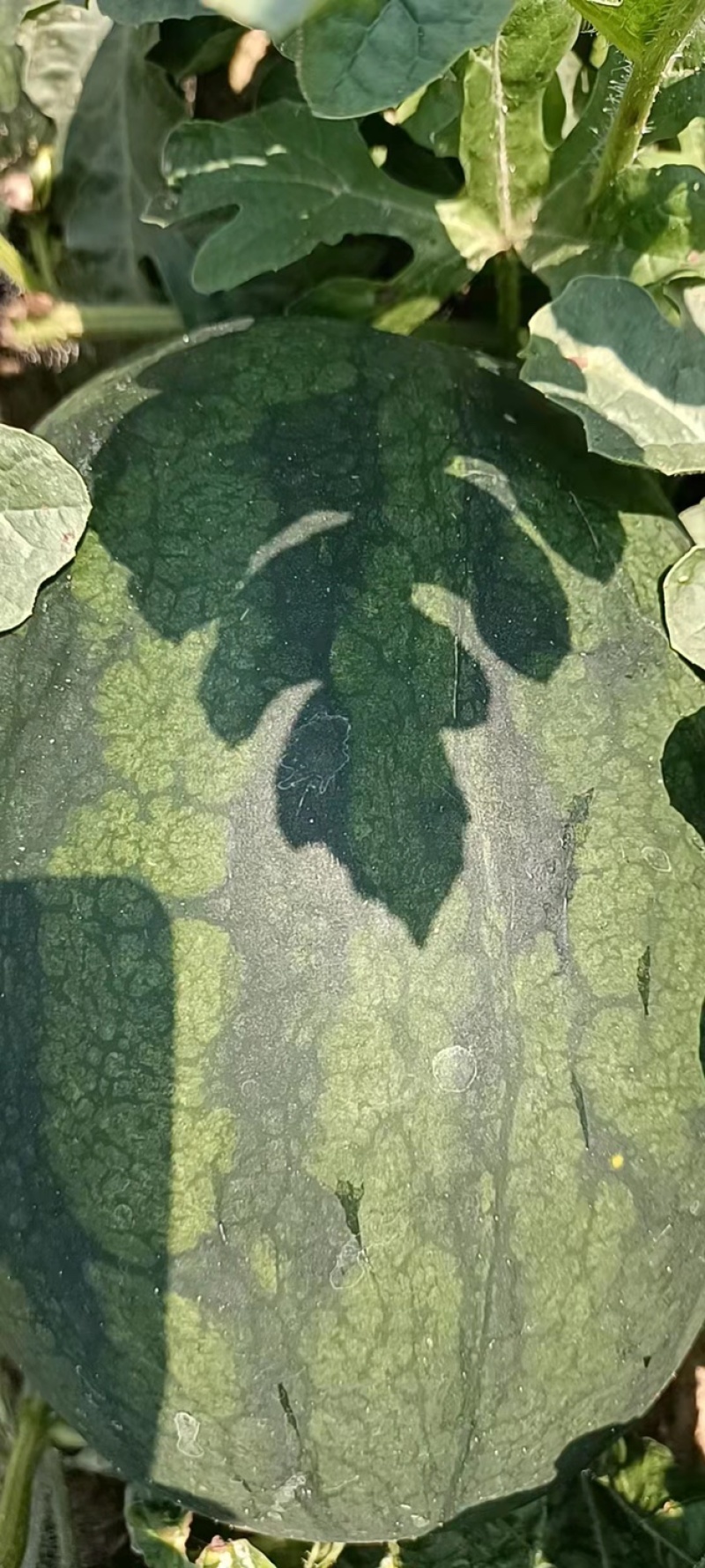 【甜王】露天甜王西瓜大量上市一手货源欢迎订购！