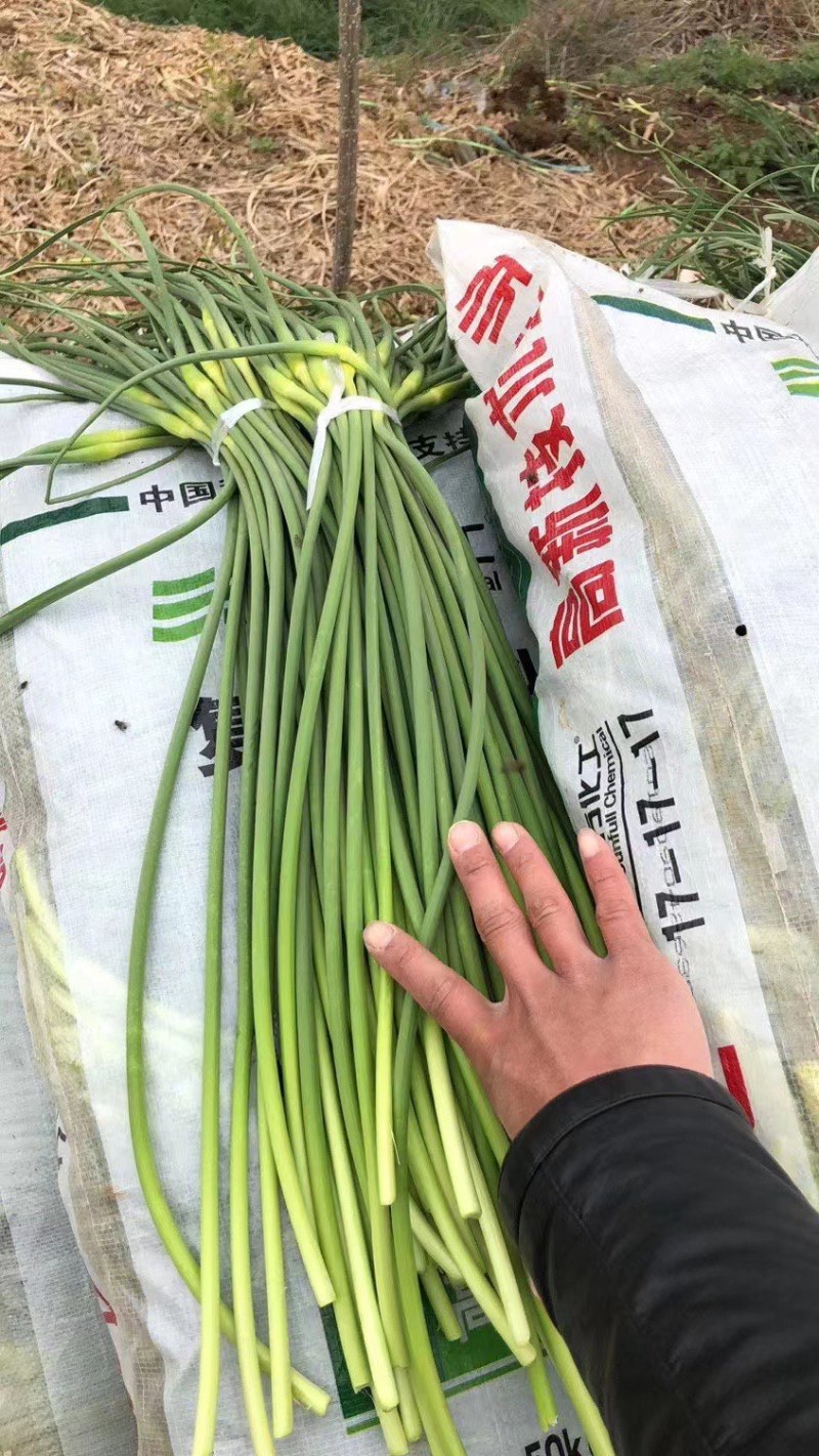 平度白毛蒜苔开始上市，质量好条长，需要的可以联系