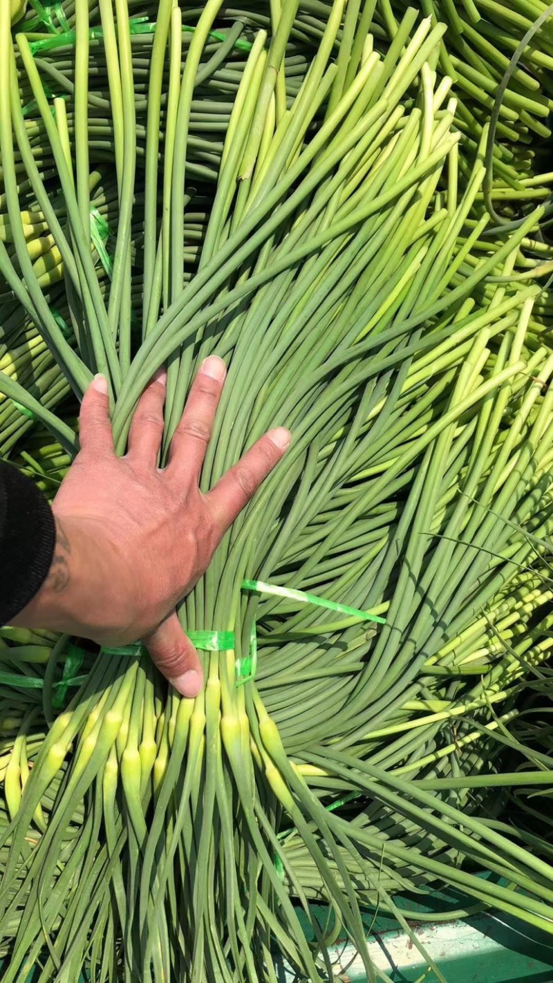 平度白毛蒜苔开始上市，质量好条长，需要的可以联系