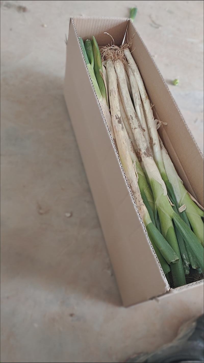 陕西大葱新鲜非河南东北山东葱去半叶带皮带根毛葱炒菜配料葱