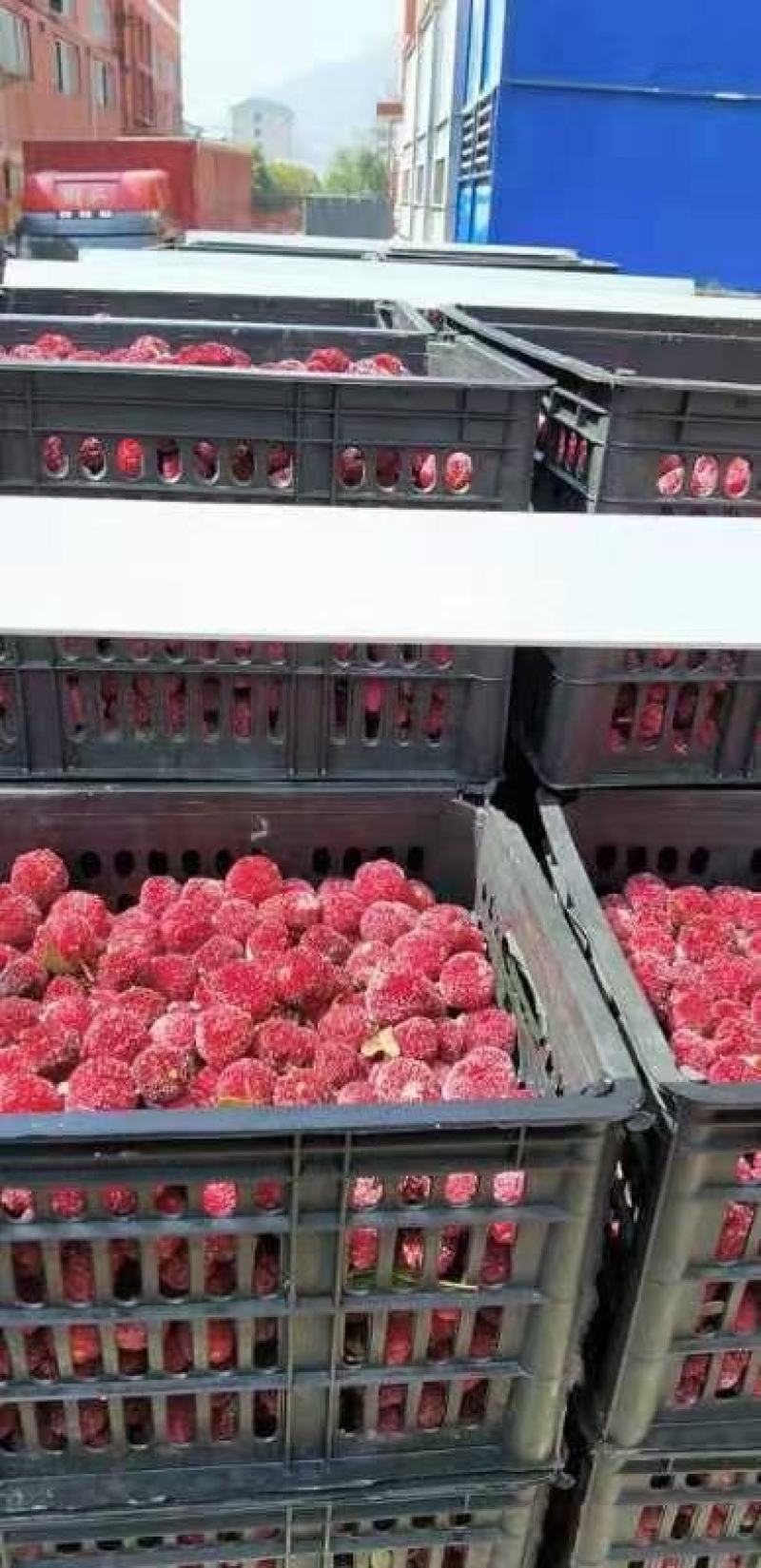 温州冰杨梅一件40包，开袋即食除偏远地区外包邮